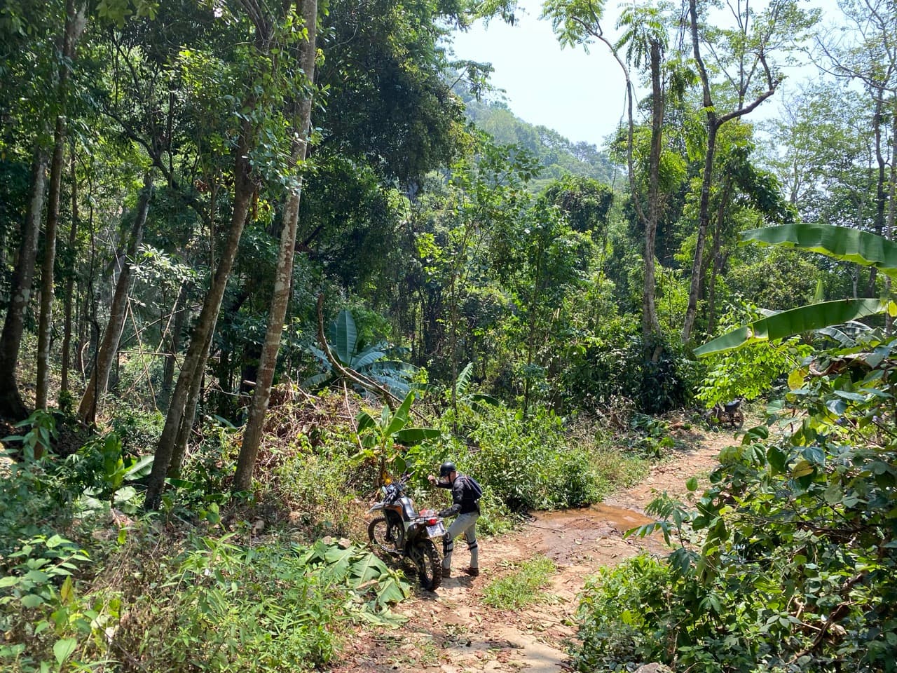 Lampang Fallen Trees Loop